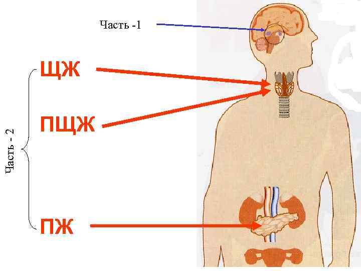 Часть -1 Часть - 2 ЩЖ ПЖ 