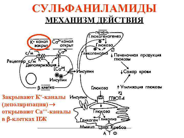 СУЛЬФАНИЛАМИДЫ МЕХАНИЗМ ДЕЙСТВИЯ Закрывают К+-каналы (деполяризация) открывают Са++-каналы в -клетках ПЖ 