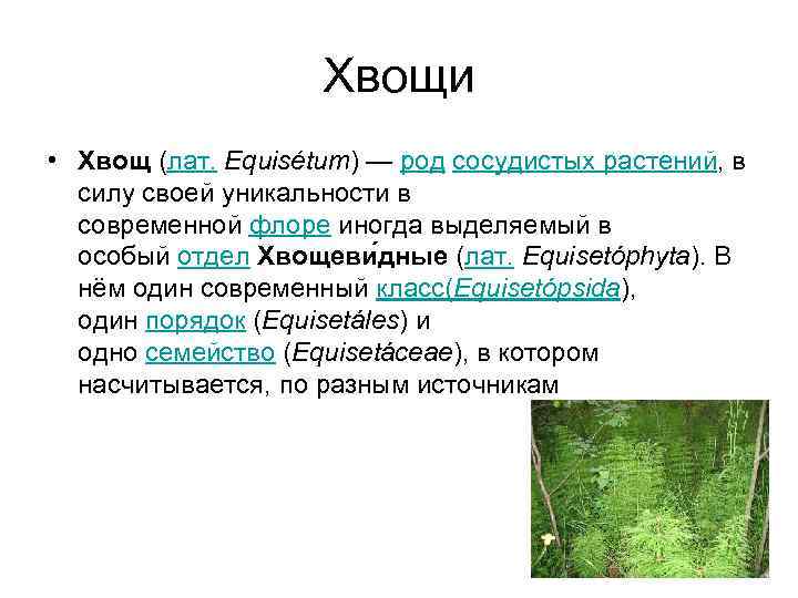 Хвощи • Хвощ (лат. Equisétum) — род сосудистых растений, в силу своей уникальности в
