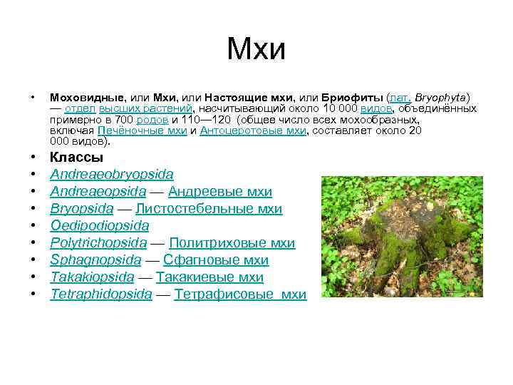 Группа растений моховидные. Мохообразные растения классификация. Классификация мха сфагнум. Систематика мхов схема. Систематика мхов таблица.