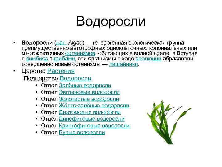 Водоросли • Водоросли (лат. Algae) — гетерогенная экологическая группа преимущественно автотрофных одноклеточных, колониальных или