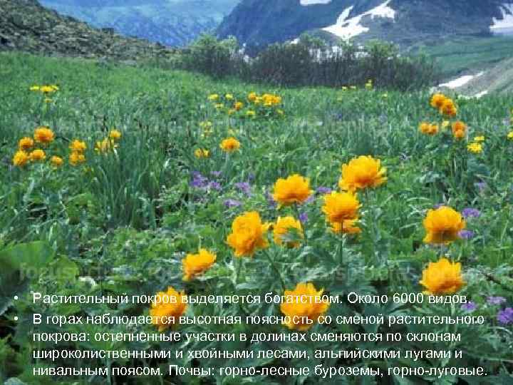  • Растительный покров выделяется богатством. Около 6000 видов. • В горах наблюдается высотная