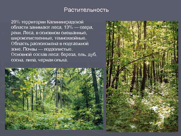 Растительность 20% территории Калининградской области занимают леса, 13% — озера, реки. Леса, в основном