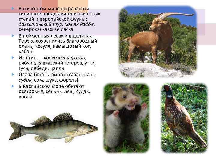 В животном мире встречаются типичные представители азиатских степей и европейской фауны: дагестанский тур,