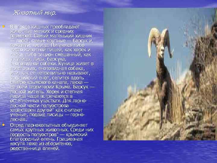 Животный мир. • В отряде хищных преобладают • животные мелких и средних размеров. Самый