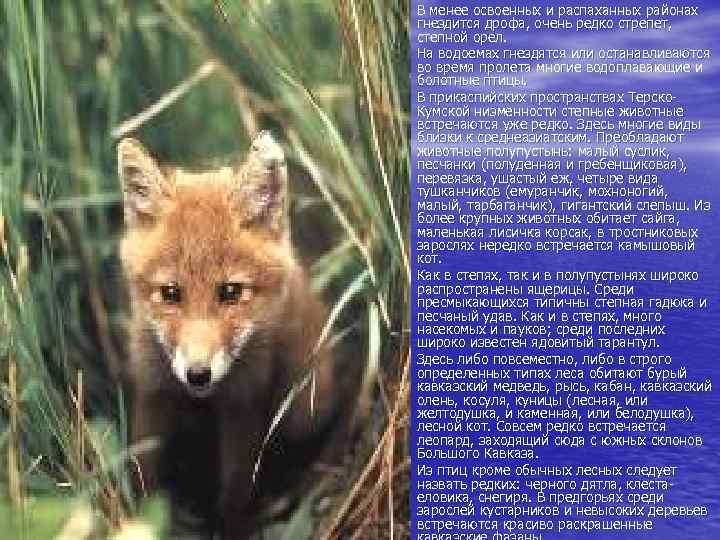  • • • В менее освоенных и распаханных районах гнездится дрофа, очень редко