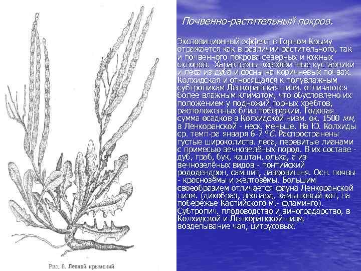 Почвенно-растительный покров. • Экспозиционный эффект в Горном Крыму отражается как в различии растительного, так