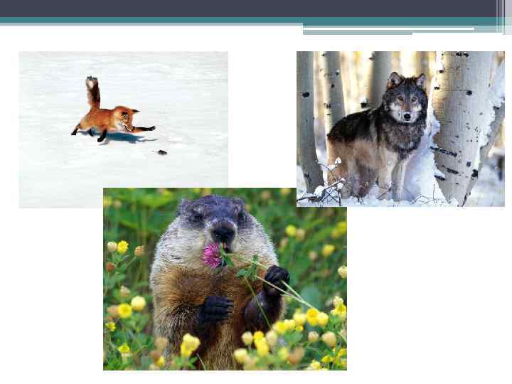 Животные 