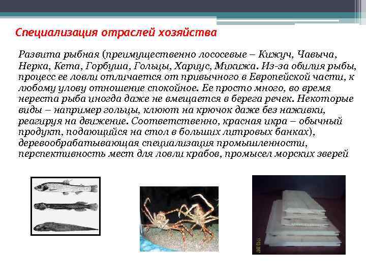 Специализация отраслей хозяйства Развита рыбная (преимущественно лососевые – Кижуч, Чавыча, Hерка, Кета, Горбуша, Гольцы,
