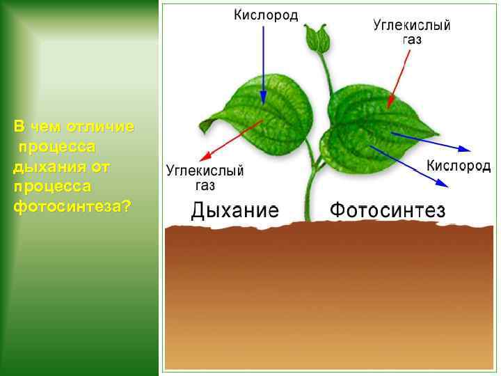 В чем отличие процесса дыхания от процесса фотосинтеза? 