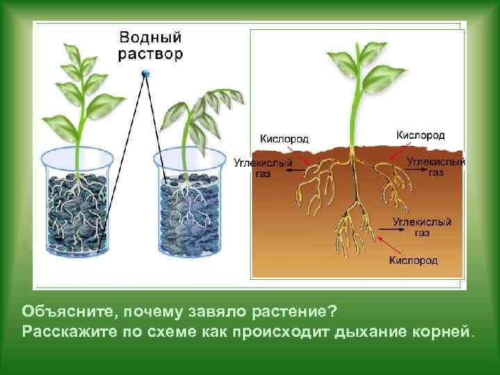 Объясните, почему завяло растение? Расскажите по схеме как происходит дыхание корней. 