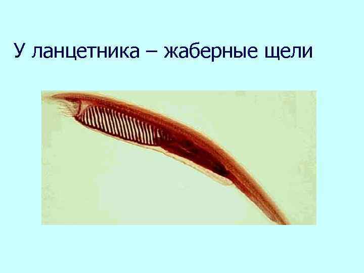 У ланцетника – жаберные щели 