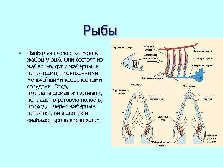 Органом газообмена в дыхательной системе собаки служит