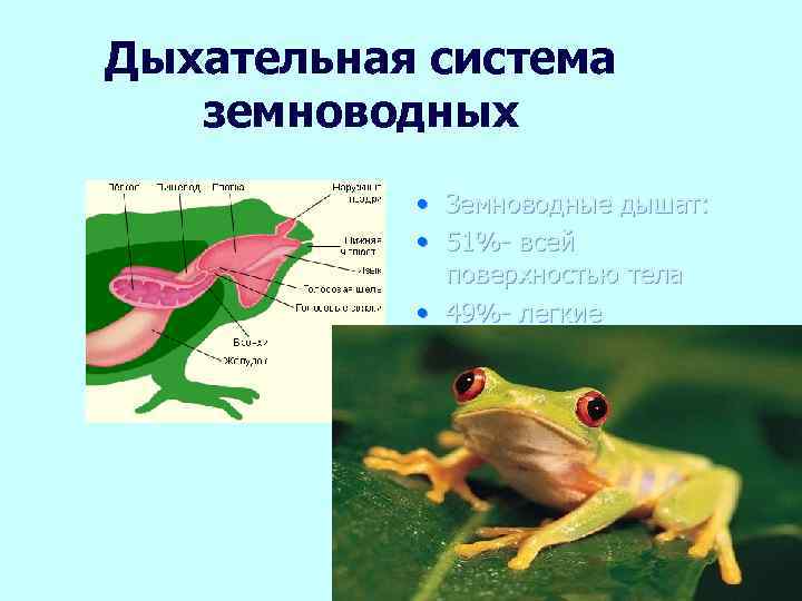 Дыхательная система земноводных • Земноводные дышат: • 51%- всей поверхностью тела • 49%- легкие