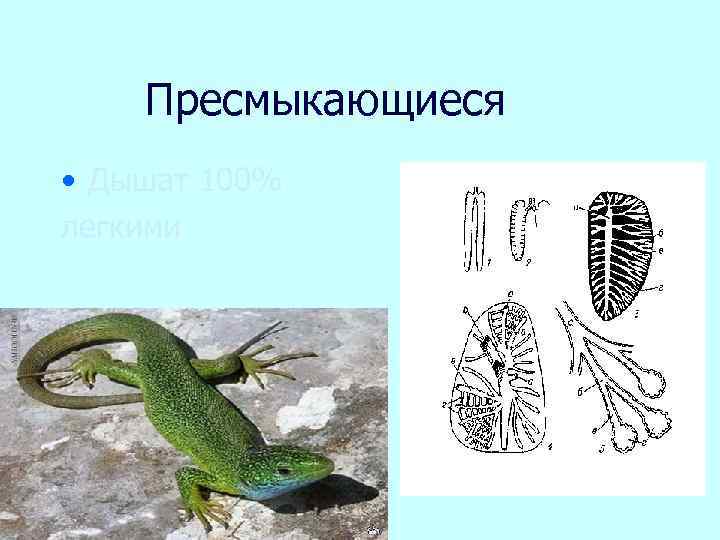 Пресмыкающиеся • Дышат 100% легкими 