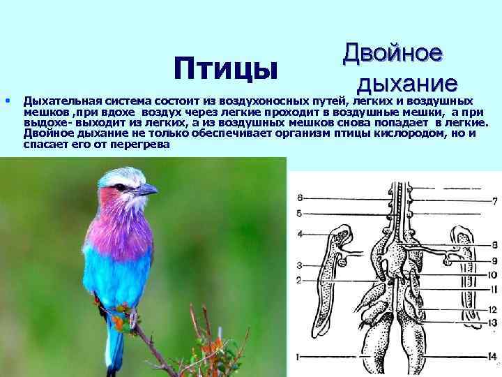 Птицы • Двойное дыхание Дыхательная система состоит из воздухоносных путей, легких и воздушных мешков