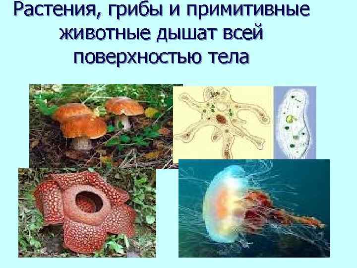 Растения, грибы и примитивные животные дышат всей поверхностью тела 