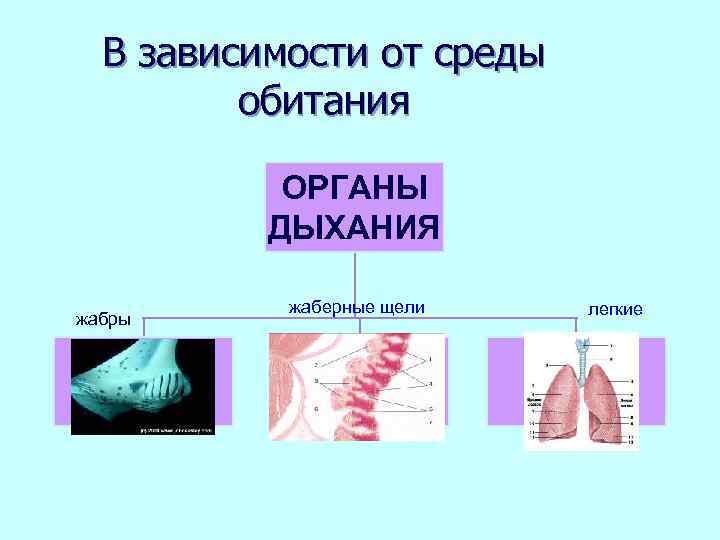 В зависимости от среды обитания ОРГАНЫ ДЫХАНИЯ жабры жаберные щели легкие 