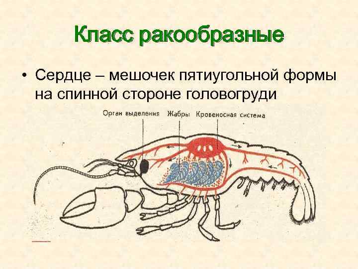 Класс ракообразные • Сердце – мешочек пятиугольной формы на спинной стороне головогруди 