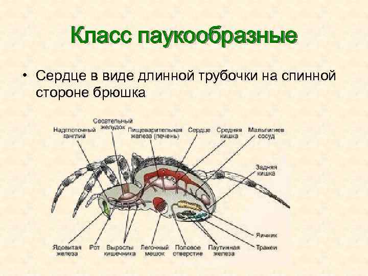 Класс паукообразные • Сердце в виде длинной трубочки на спинной стороне брюшка 