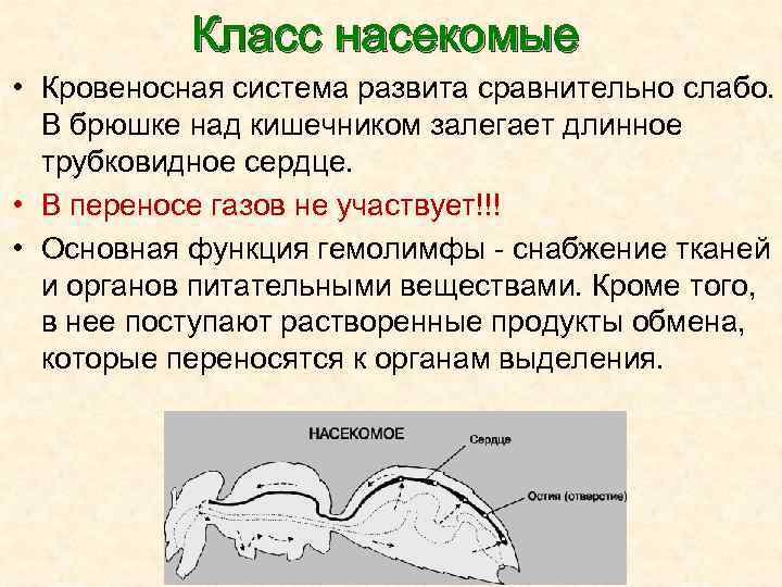 Класс насекомые • Кровеносная система развита сравнительно слабо. В брюшке над кишечником залегает длинное