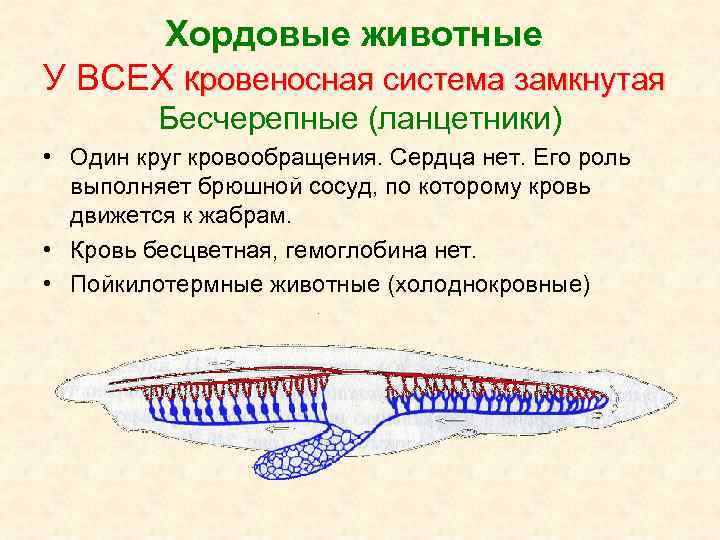 Хордовые животные У ВСЕХ кровеносная система замкнутая Бесчерепные (ланцетники) • Один круг кровообращения. Сердца