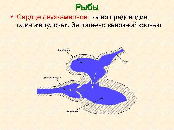 Рыбы • Сердце двухкамерное: одно предсердие, один желудочек. Заполнено венозной кровью. 