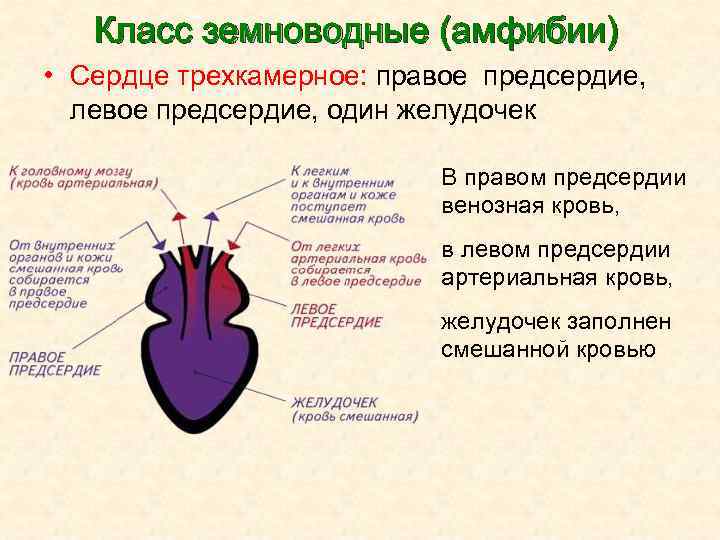 Рептилии камеры сердца