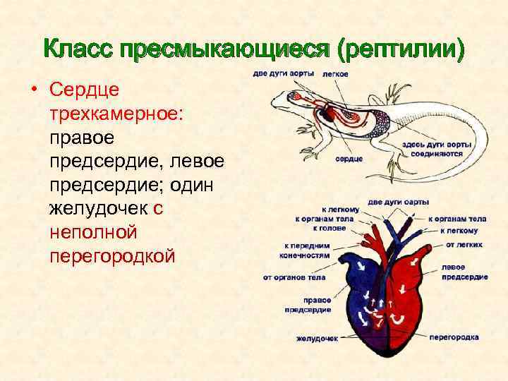 Класс пресмыкающиеся (рептилии) • Сердце трехкамерное: правое предсердие, левое предсердие; один желудочек с неполной