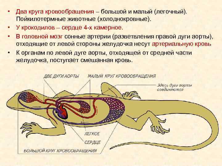  • Два круга кровообращения – большой и малый (легочный). Пойкилотермные животные (холоднокровные). •