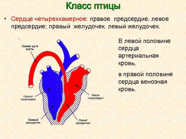 Класс птицы • Сердце четырехкамерное: правое предсердие, левое предсердие; правый желудочек, левый желудочек. В