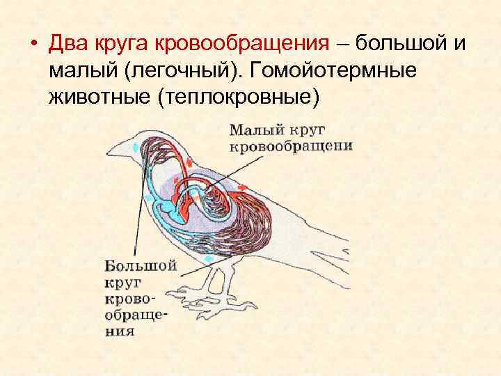  • Два круга кровообращения – большой и малый (легочный). Гомойотермные животные (теплокровные) 