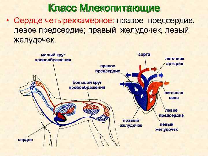 Класс Млекопитающие • Сердце четырехкамерное: правое предсердие, левое предсердие; правый желудочек, левый желудочек. 