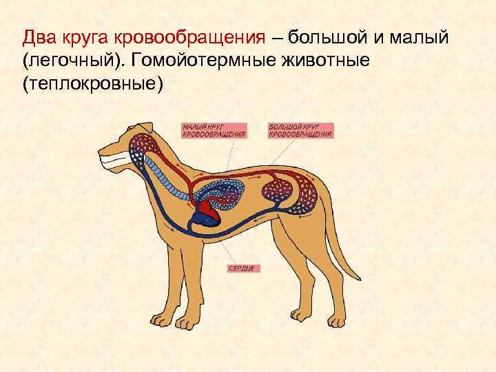 Два круга кровообращения – большой и малый (легочный). Гомойотермные животные (теплокровные) 