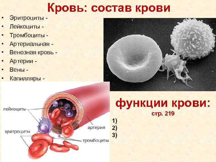  • • Кровь: состав крови Эритроциты - Лейкоциты - Тромбоциты Артериальная Венозная кровь