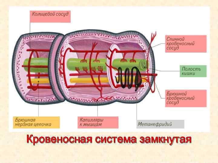  • . Кровеносная система замкнутая 