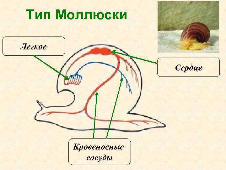 Тип Моллюски Легкое Сердце Кровеносные сосуды 