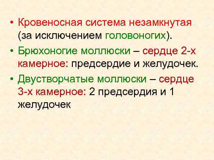  • Кровеносная система незамкнутая (за исключением головоногих). • Брюхоногие моллюски – сердце 2