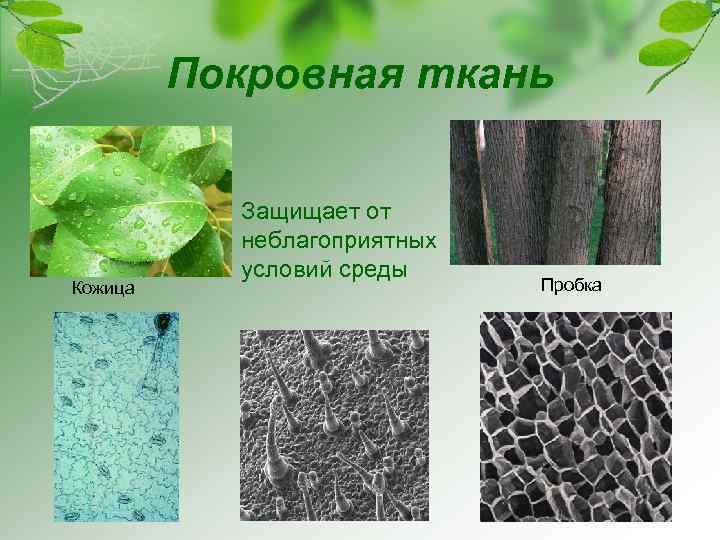 Покровная ткань Кожица Защищает от неблагоприятных условий среды Пробка 