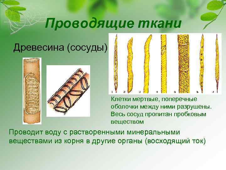 Проводящая ткань свойства. Сосуды древесины и ситовидные трубки. Проводящая ткань древесины. Проводящие элементы древесины. Проводящая ткань сосуды.