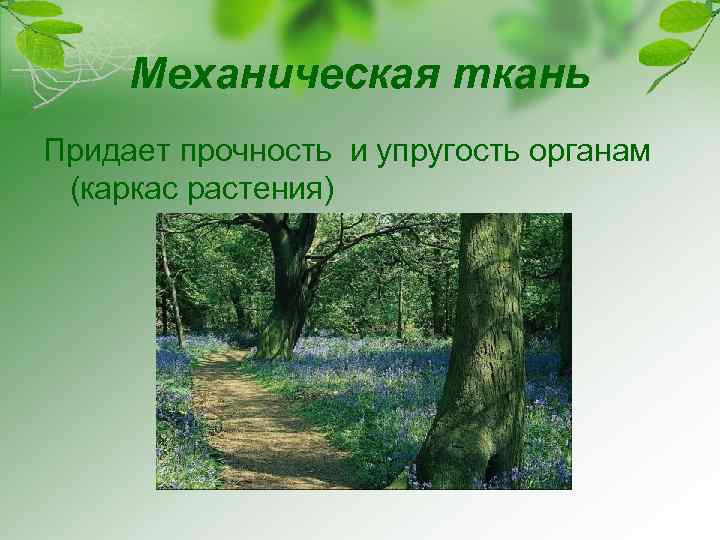 Механическая ткань Придает прочность и упругость органам (каркас растения) 