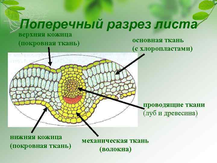 Поперечный разрез листа верхняя кожица (покровная ткань) основная ткань (с хлоропластами) проводящие ткани (луб