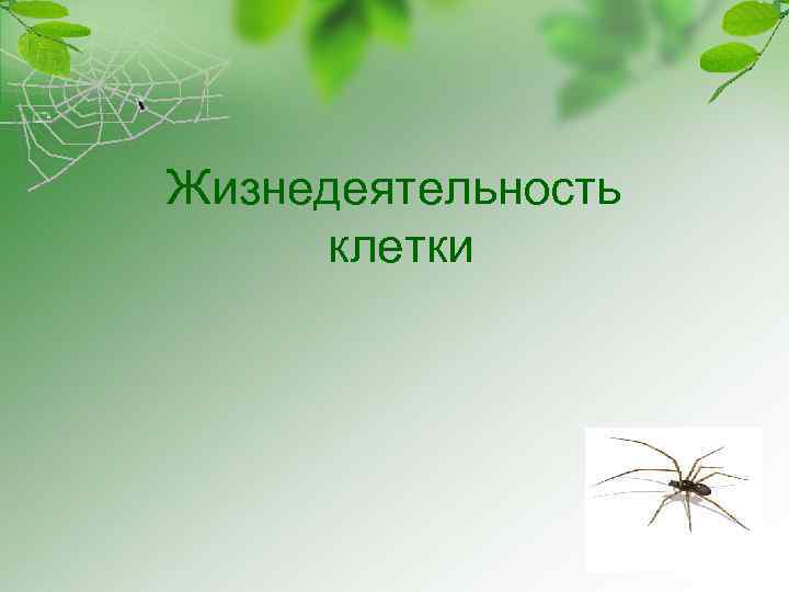Жизнедеятельность клетки 