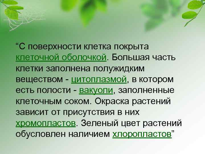 “С поверхности клетка покрыта клеточной оболочкой. Большая часть клетки заполнена полужидким веществом - цитоплазмой,