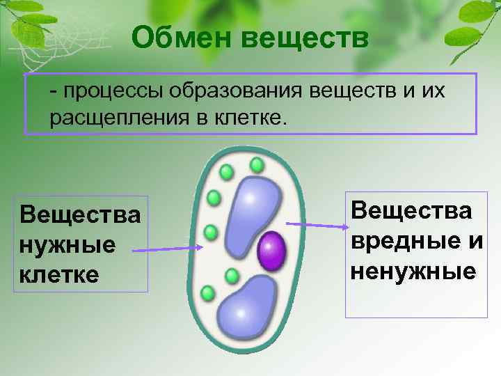 Сходство обмена веществ в клетках