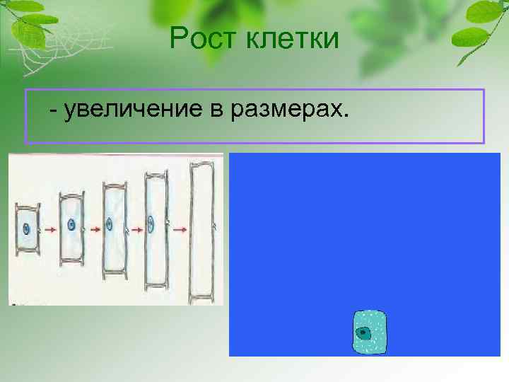 Обеспечивают рост клетки. Рост клетки. Рост клетки это кратко. Последовательность роста клетки. Рост клетки фото.