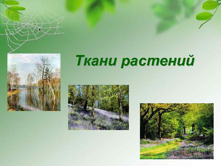 Ткани растений 