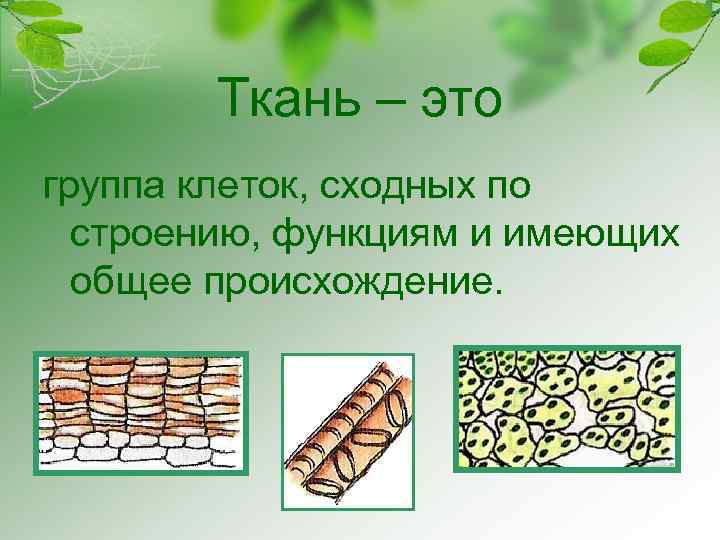 Ткань – это группа клеток, сходных по строению, функциям и имеющих общее происхождение. 