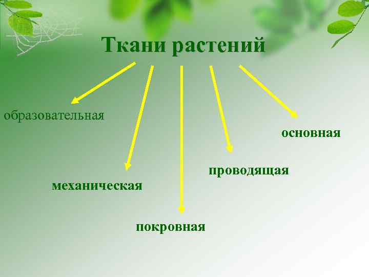 Ткани растений образовательная основная механическая покровная проводящая 