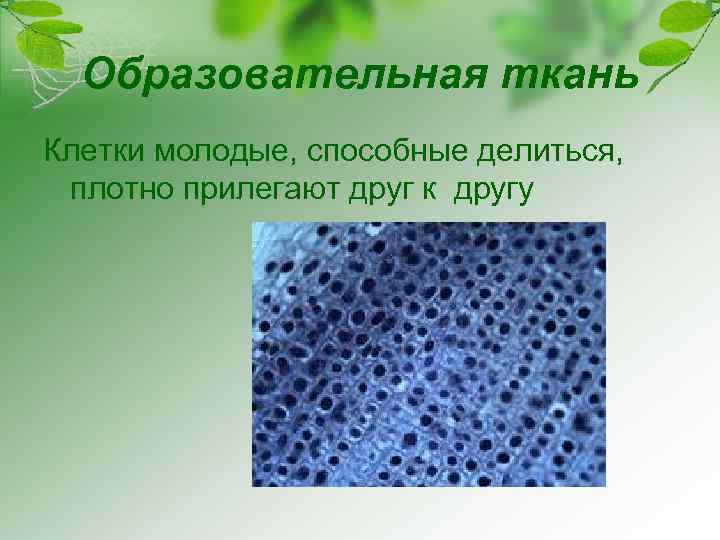 Образовательная ткань Клетки молодые, способные делиться, плотно прилегают друг к другу 